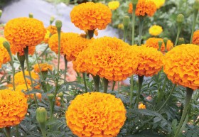MARIGOLD