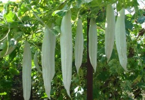 SNAKE GOURD