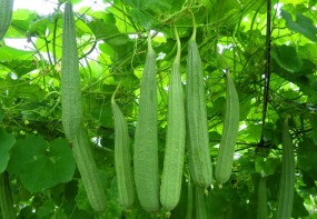RIDGE GOURD