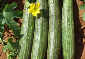 CUCUMBER