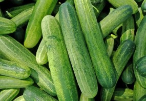 CUCUMBER