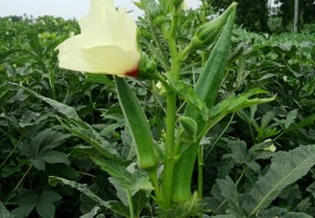 OKRA