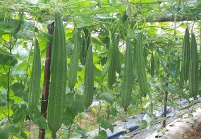 RIDGE GOURD