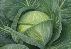 CABBAGE