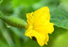 CUCUMBER
